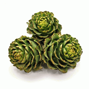 ALCACHOFA ESPAÑOLA PRIMERA